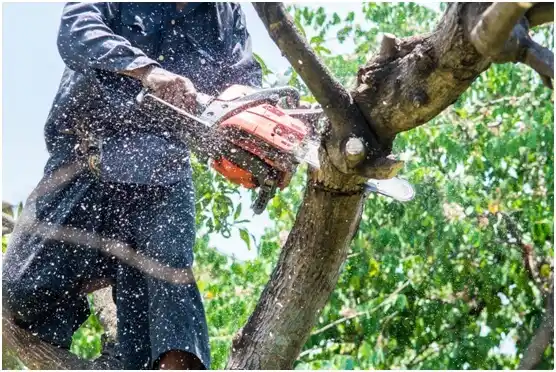 tree services High Bridge